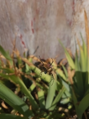 Argiope trifasciata