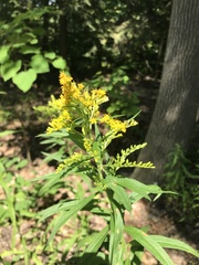 Solidago