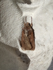 Noctuini