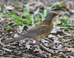 Turdus rufopalliatus