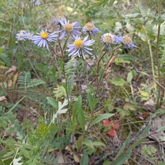 Aster amellus