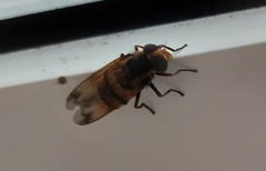 Volucella inanis