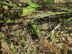 Decticus verrucivorus