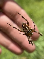 Araneus diadematus