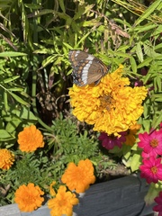 Limenitis arthemis arthemis