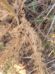 Daucus