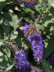 Vanessa virginiensis