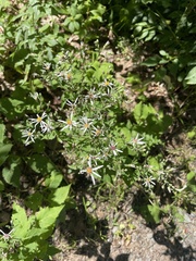 Eurybia