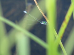 Lestes