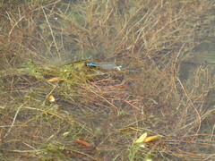 Erythromma viridulum