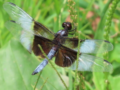 Libellula luctuosa