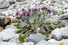 Carduus carlinoides
