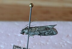 Vitula serratilineella