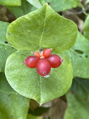Lonicera ciliosa