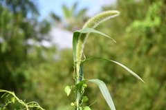 Setaria magna