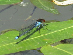 Erythromma najas