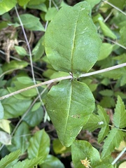 Lonicera ciliosa