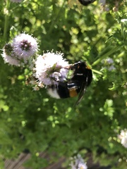 Bombus terrestris