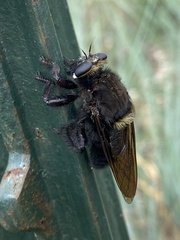 Mallophora leschenaulti