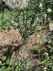Tragopogon dubius