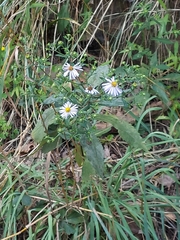 Symphyotrichum novi-belgii