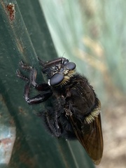 Mallophora leschenaulti