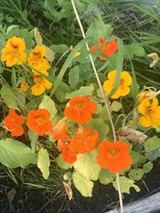 Tropaeolum majus