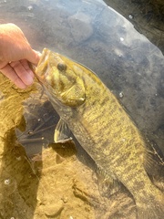 Micropterus dolomieu