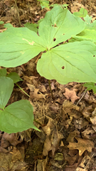 Trillium cernuum