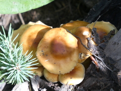Kuehneromyces mutabilis