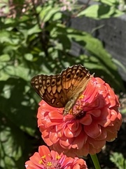 Euptoieta claudia