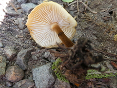 Kuehneromyces mutabilis