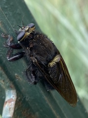 Mallophora leschenaulti