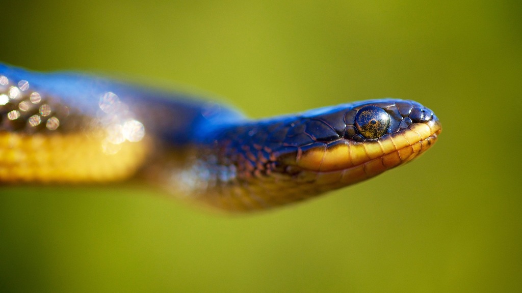 Striped Crayfish Snake