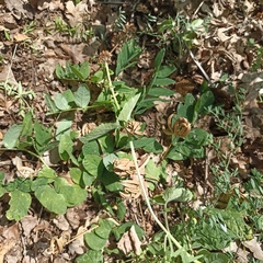 Astragalus glycyphyllos