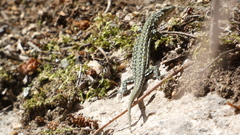 Podarcis guadarramae
