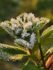 Cerastium glomeratum