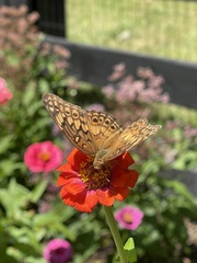 Euptoieta claudia