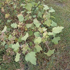 Xanthium orientale riparium