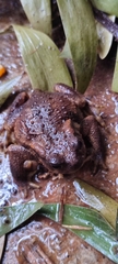 Bufo spinosus