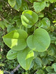 Smilax rotundifolia