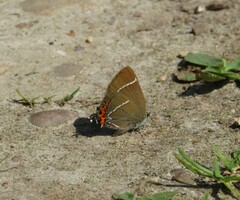 Satyrium w-album