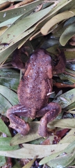 Bufo spinosus