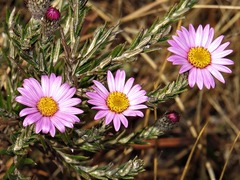 Asteraceae