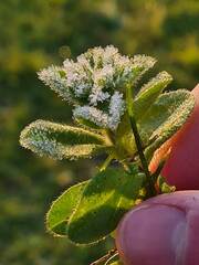 Cerastium glomeratum