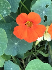 Tropaeolum majus
