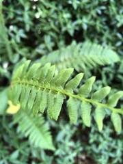 Polystichum acrostichoides