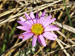 Asteraceae