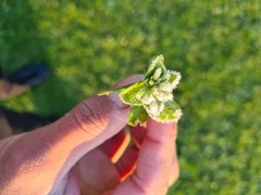 Cerastium glomeratum