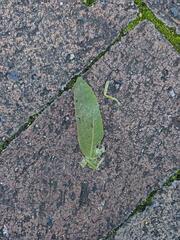 Zabalius ophthalmicus